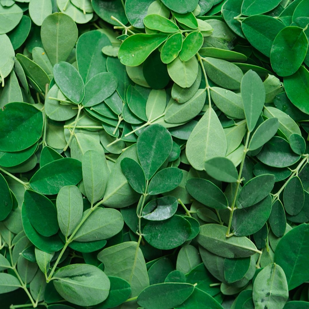 EzMoringa business image in Wausau, Wisconsin